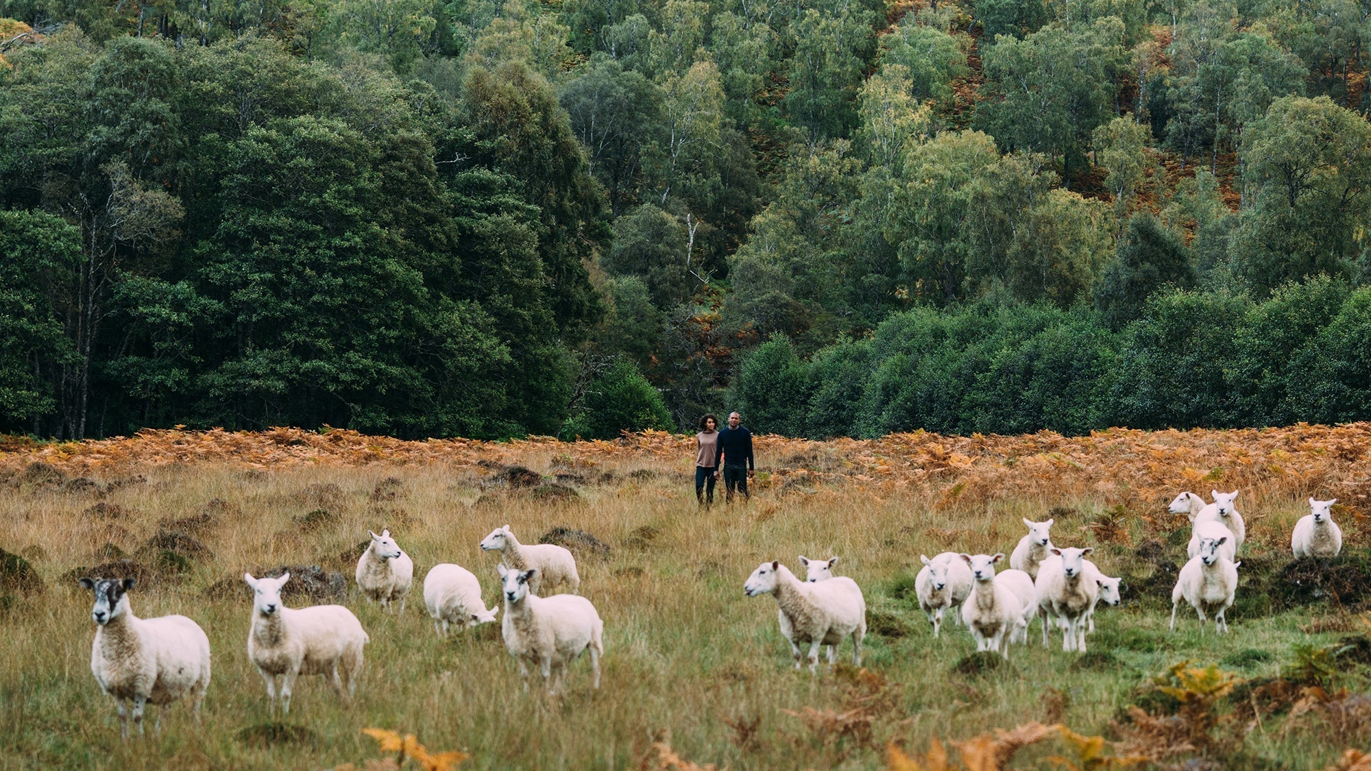 Standing out from the Flock