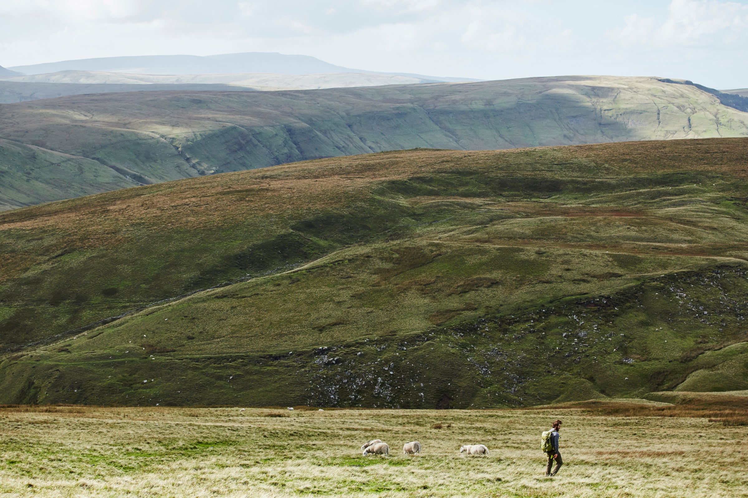 A hiker with a backpack trekking across a vast, rolling hillside with scattered sheep grazing on the grass. The landscape is a blend of rich green valleys and brown heather-covered hills, under a spacious sky with scattered clouds. In the background, a series of rounded peaks stretch into the distance.