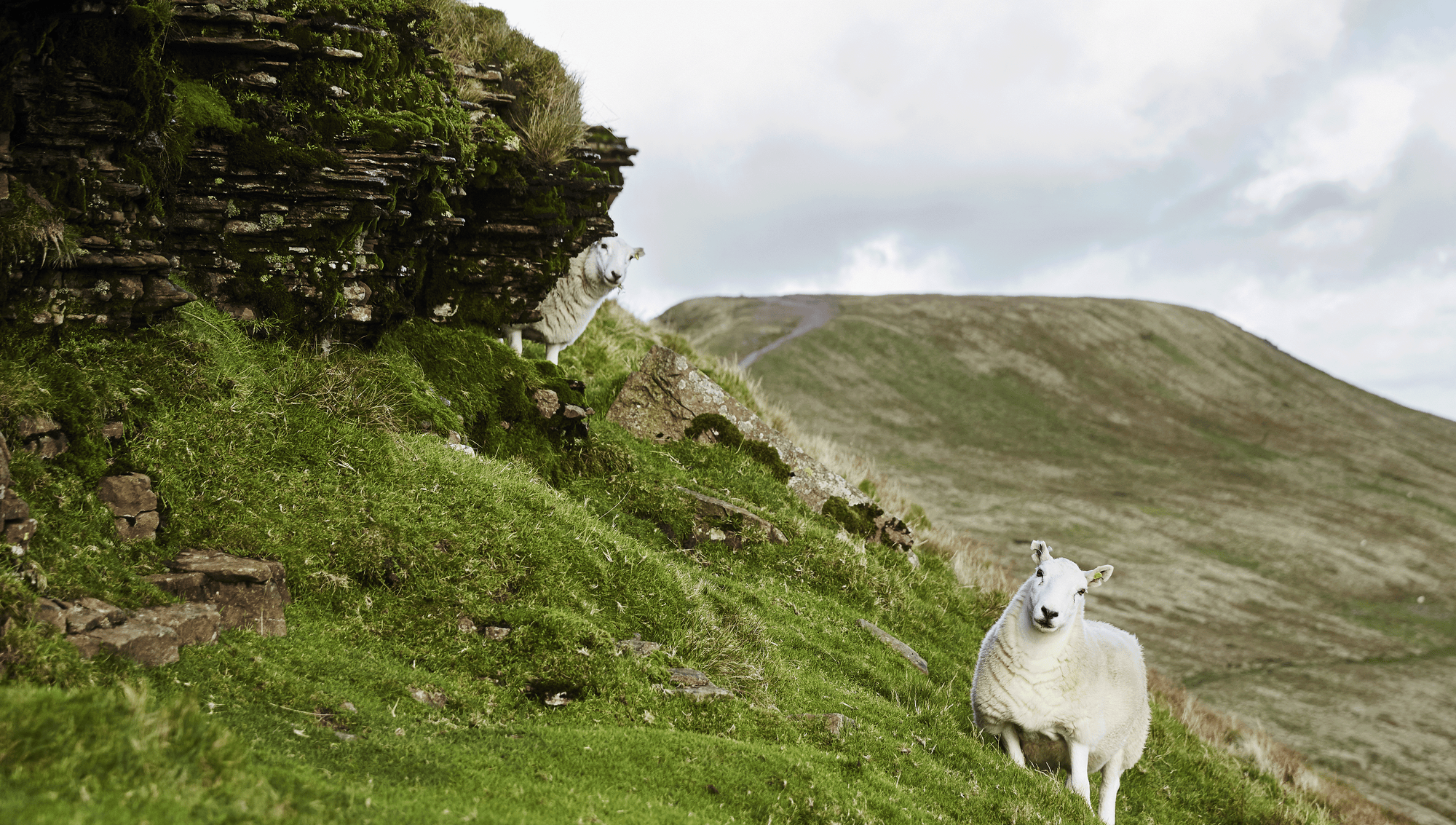 Tales From The Eweniverse Isobaa Merino