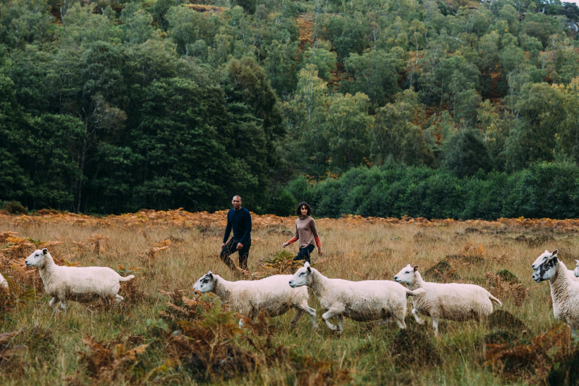 Isobaa Merino - Strolling through a field of Sheep