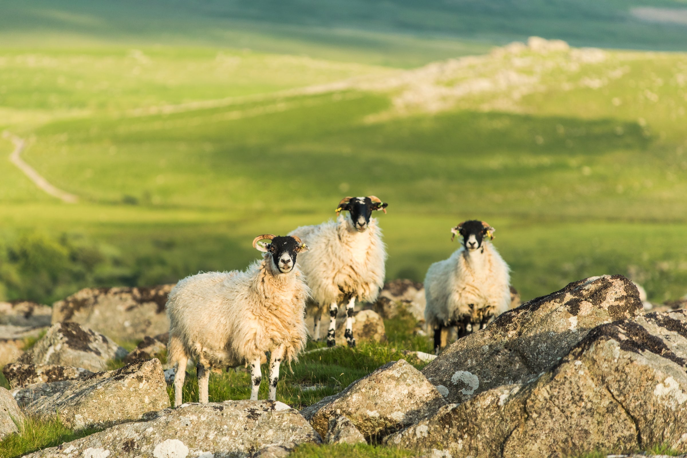 Three sheep standing on rocky terrain