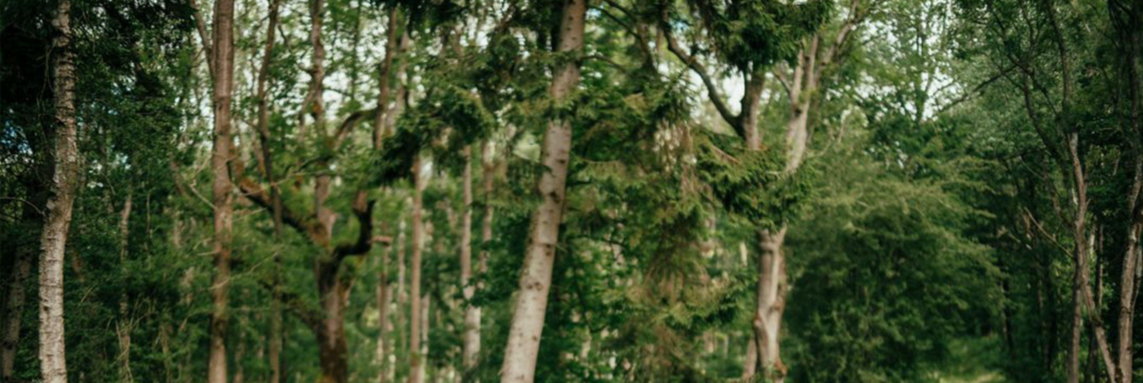 Isobaa Forest of trees