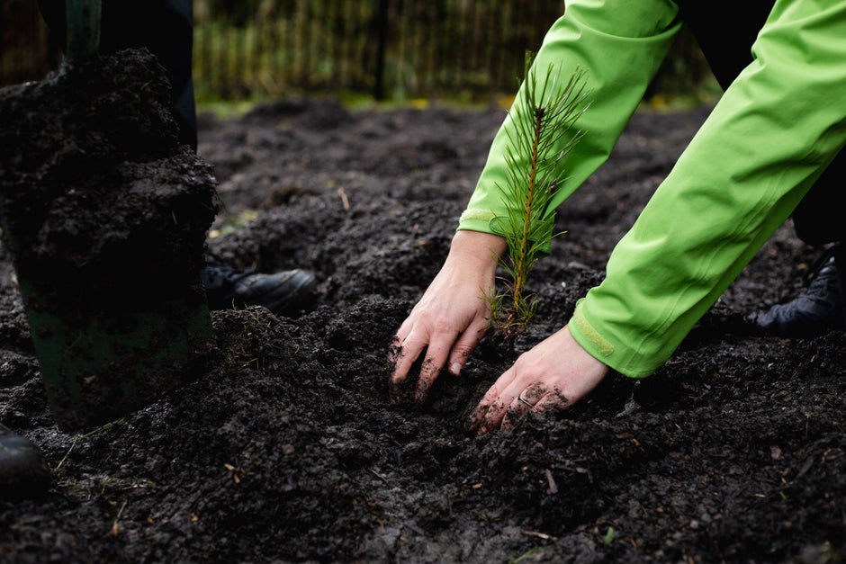 Hands planting a small tree in soil