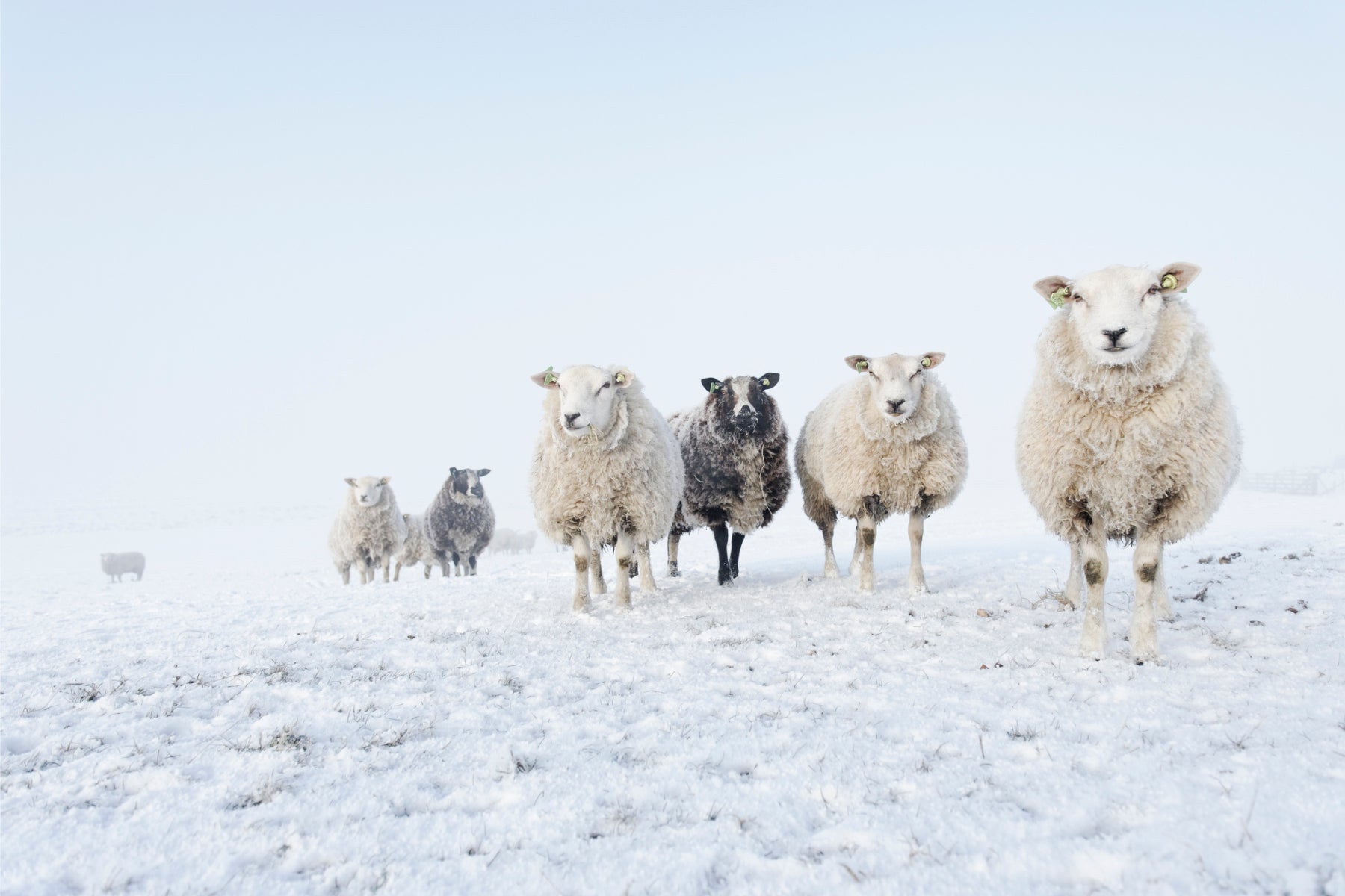 Isobaa Wooly Sheep in a snowy field