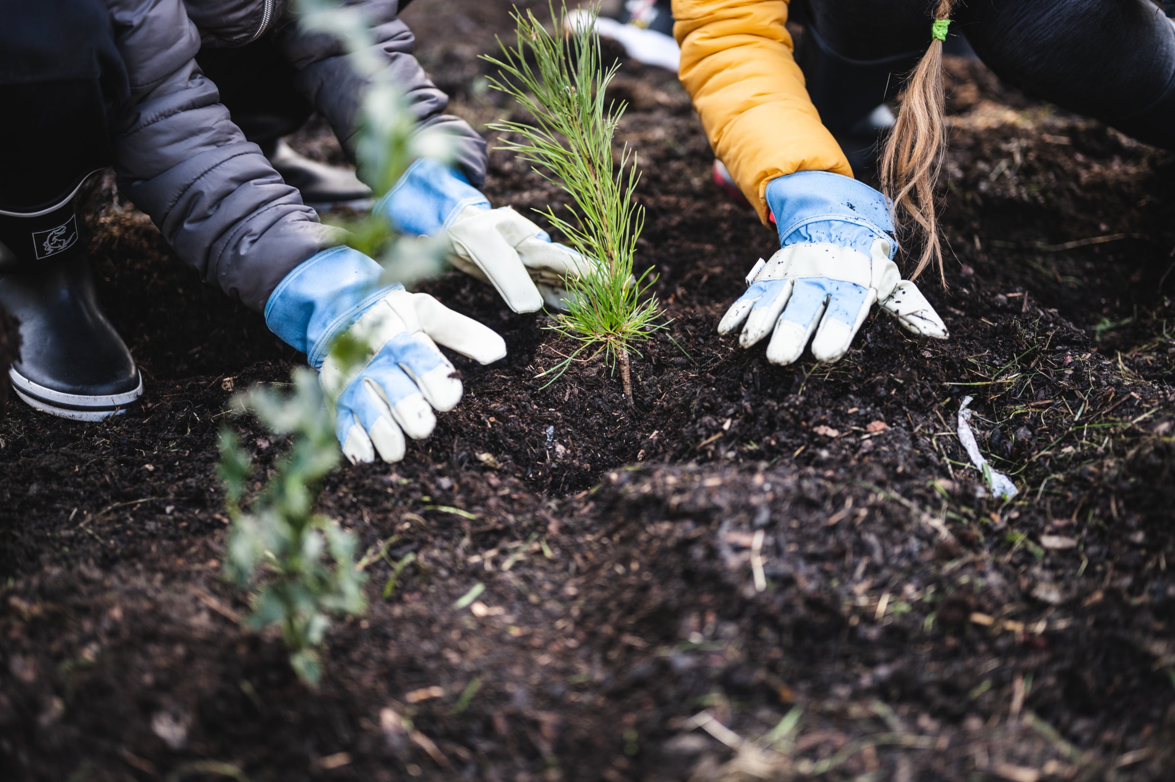 Close-up of people wearing gloves planting a young tree in soil