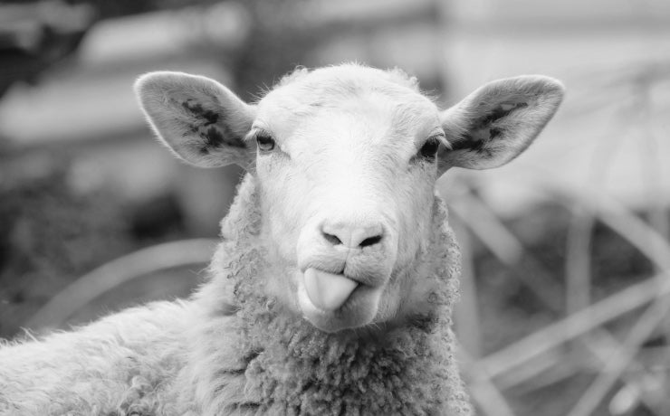 Isobaa Cheeky Merino Sheep