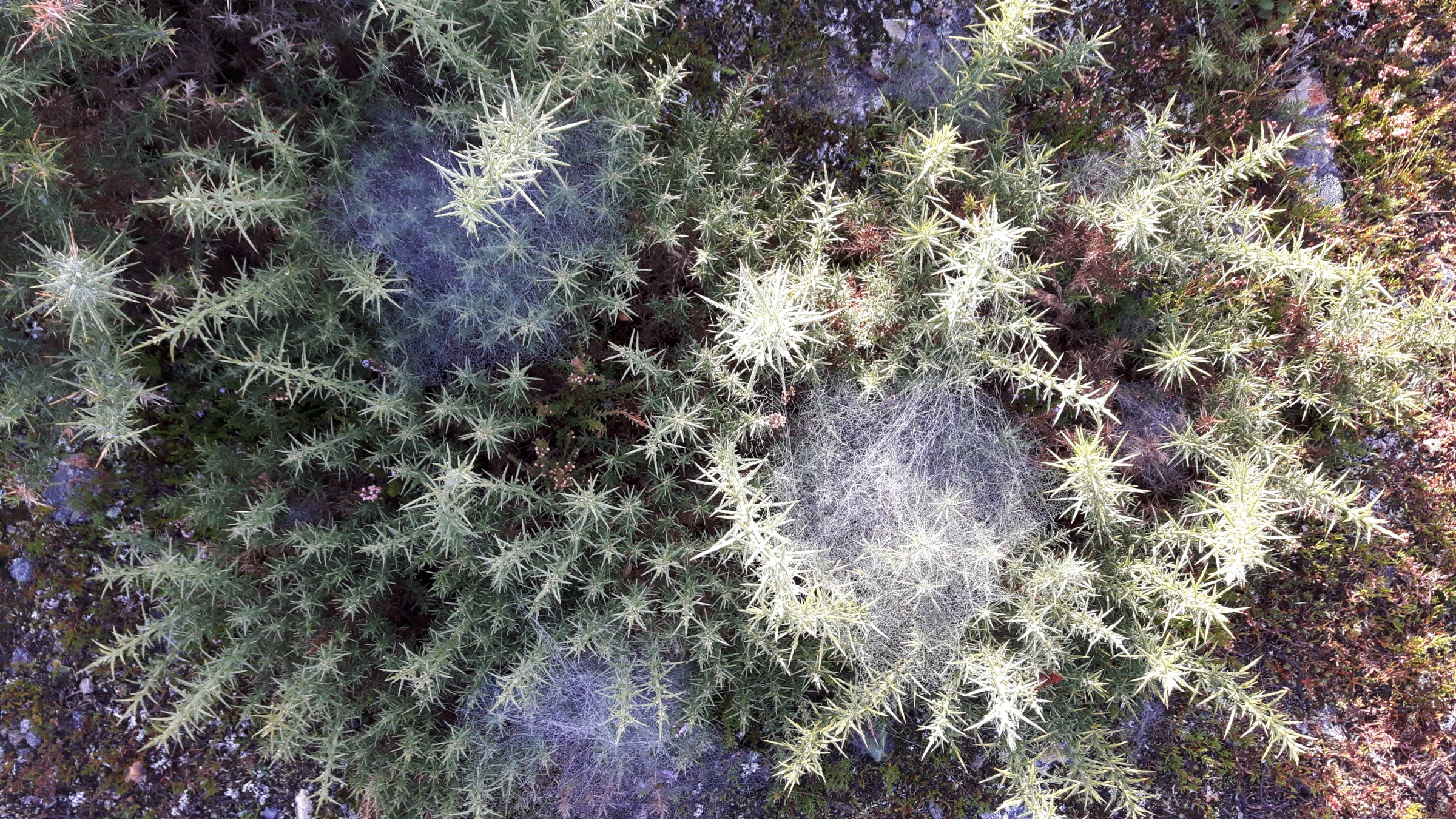 Gorse bushes with extensive cobwebs spread over them, capturing the intricate details of the dew-laden landscape.