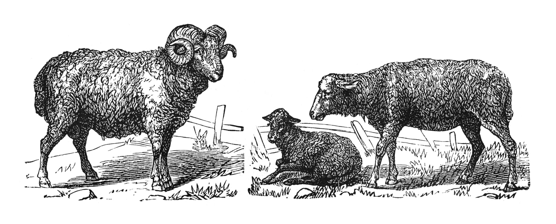Isobaa Sketch of Merino Sheep
