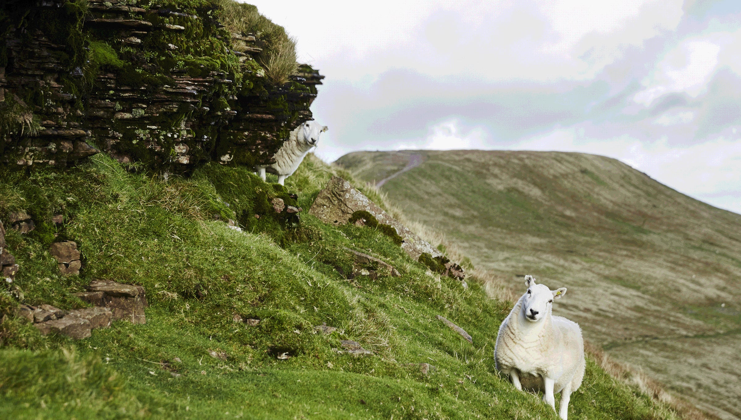 Sheep on a grassy hillside