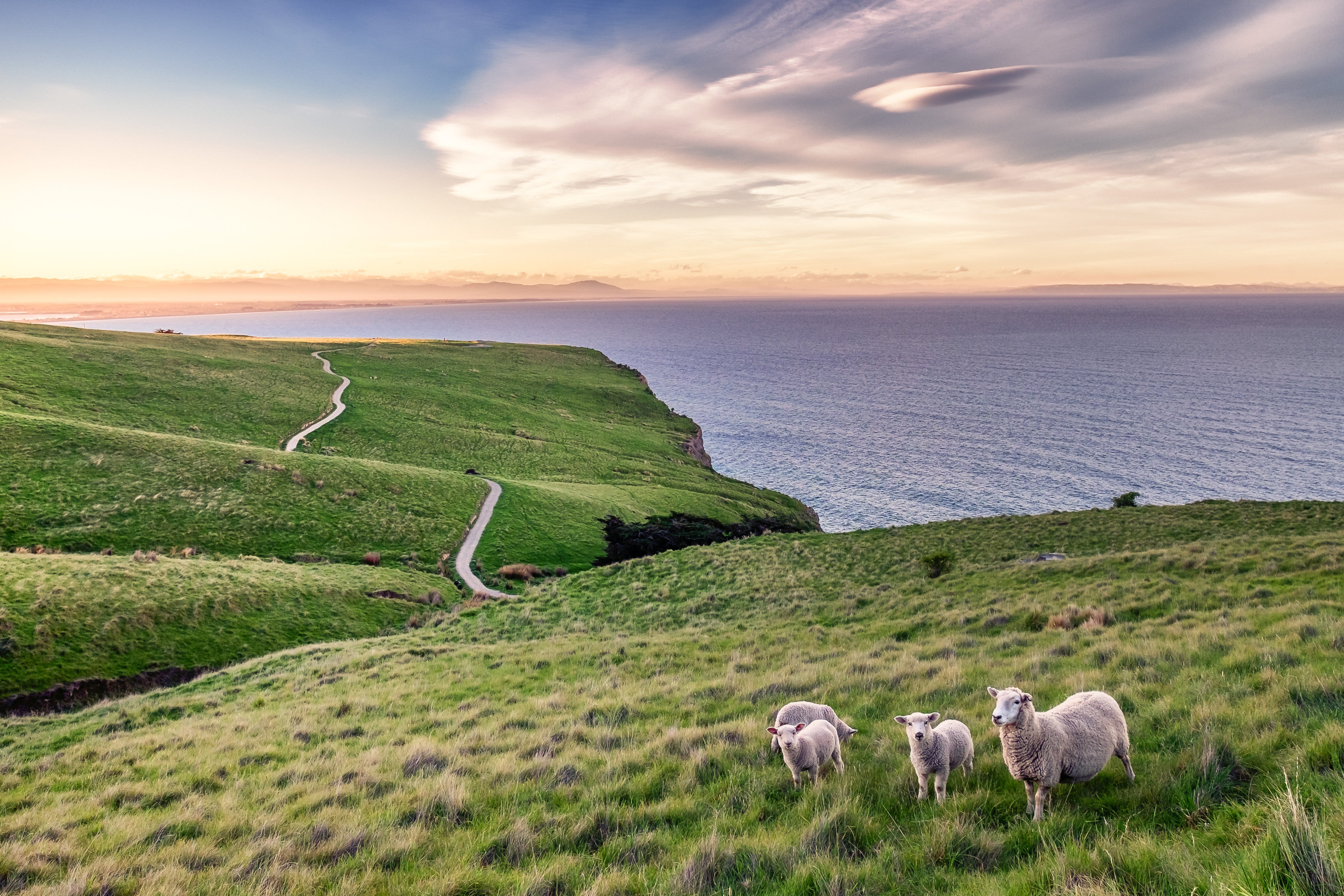 Sheep grazing on a grassy hill